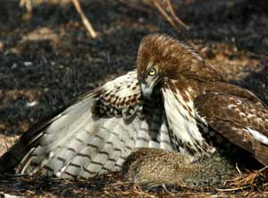 Redtail Hawk with Ground Squirrel Kill