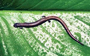 slender salamander on leaf
