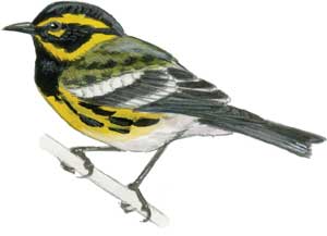 Townsend's warbler
