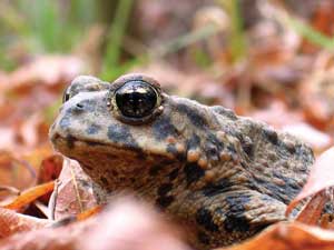 western toad in leaves