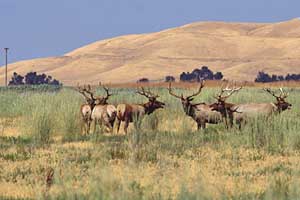 Elk with hills behind
