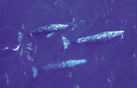 Gray whale pod