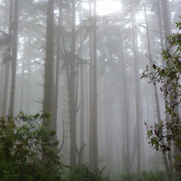 Fir forest in summer fog near the top of Old Pine Trail. Photo by Jules Evens.