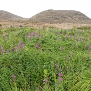 Stachys swale