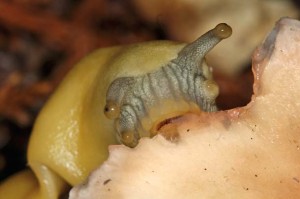Pacific Banana Slug eating mushroom