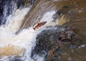 Coho leaping