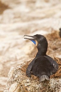 nesting Brandt's cormorant