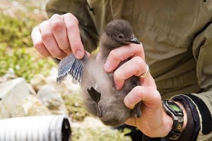 Cassin's auklet chick