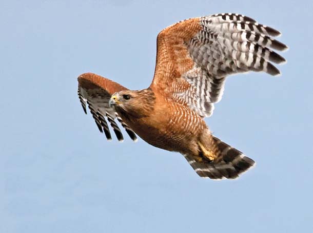 red-shouldered hawk in flight