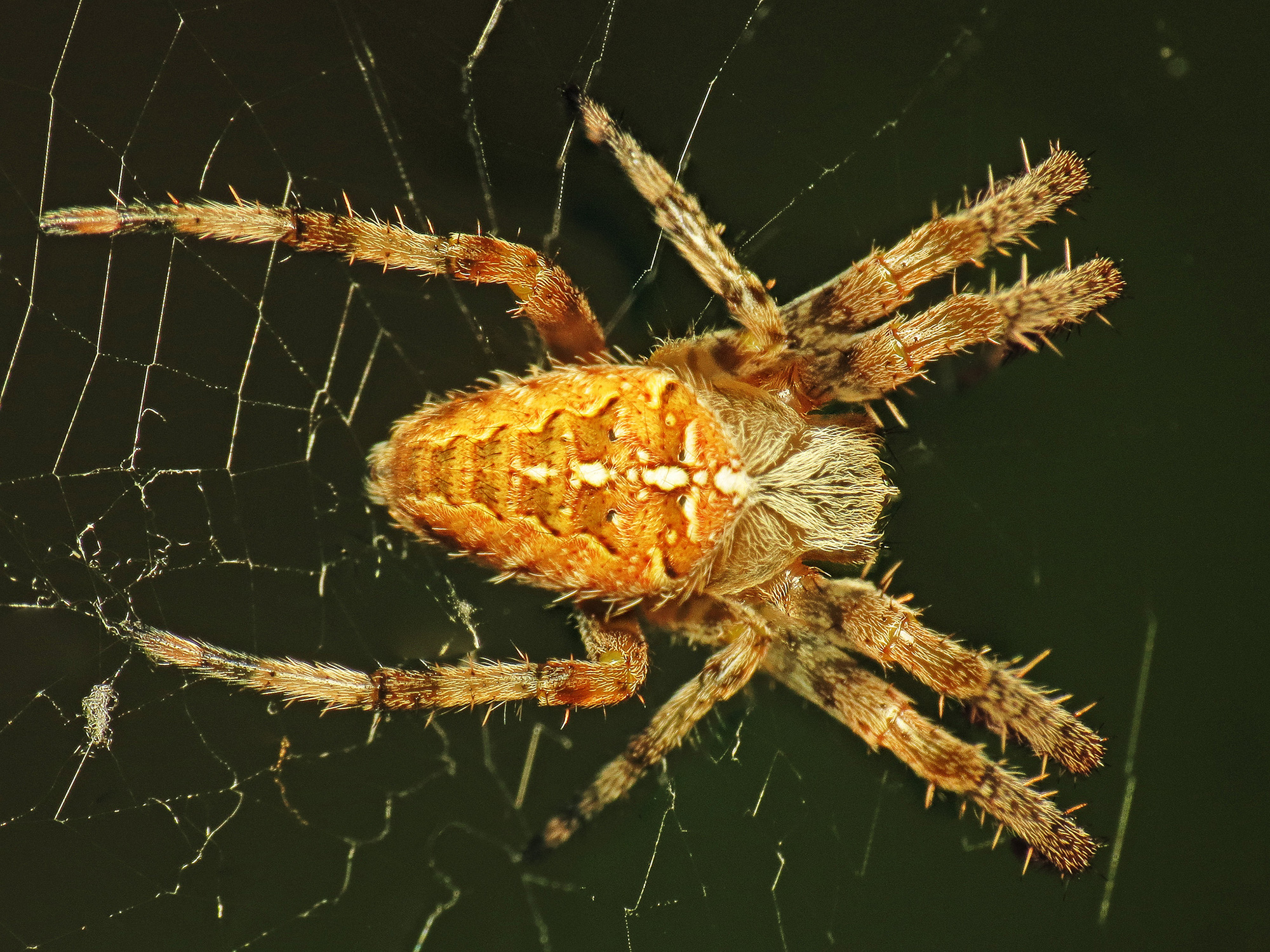 Bay Nature Magazine A Sign Of Fall When Pumpkin Spiders Are On