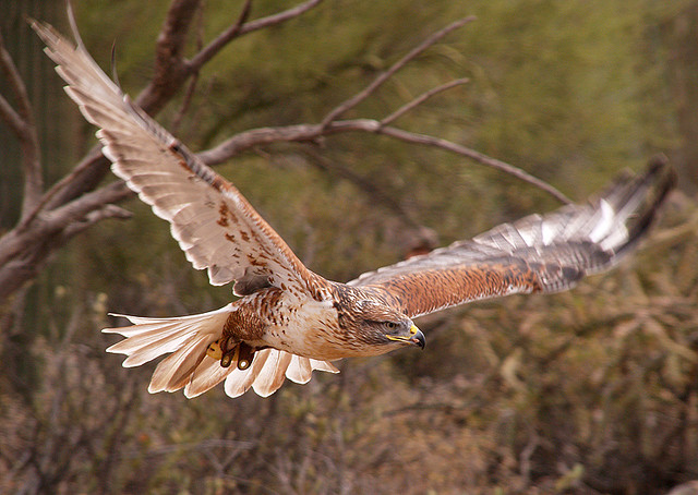 Ferruginous hawk. Photo by Jöshua Barnett/Flickr.