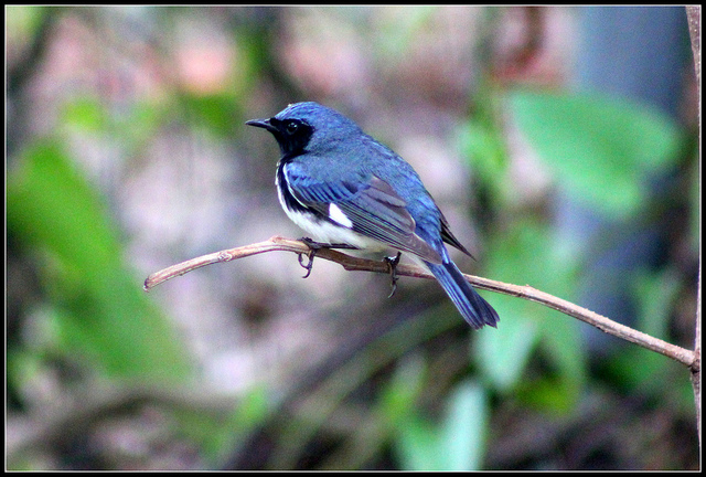 Black-throated blue warbler, male. Photo by Cuatrok77/Flickr. 