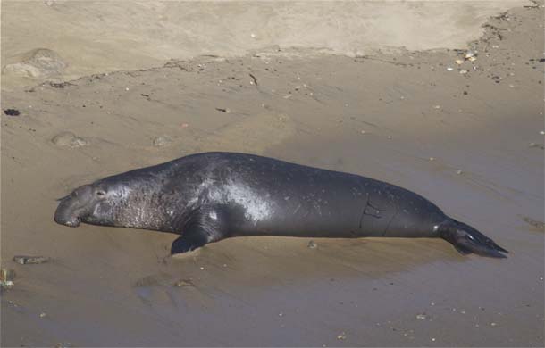 male elephant seal, more than a ton of fun