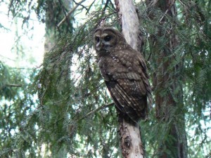 Northern spotted owl (Strix occidentalis caurina)
