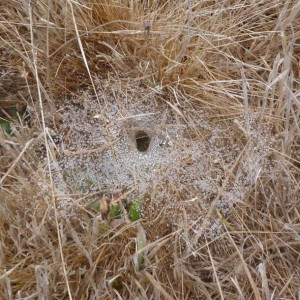 webs of a funnel weaving grass spider