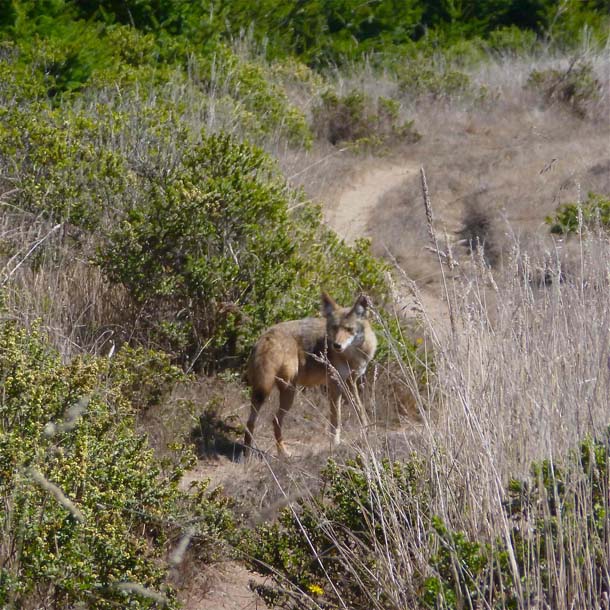 Coyote along the Coast Trail