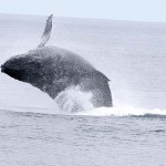 Breaching humpback whale. Sophie Webb, PRBO conservation Science/NOAA-ONMS