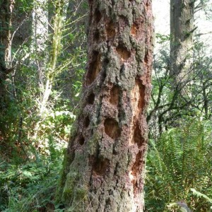 Woodpecker-marked tree