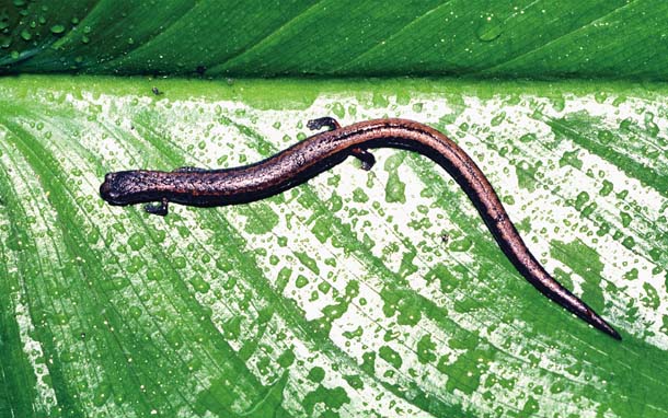Slender salamander, (c) Robert Clay