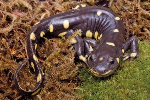 California tiger salamander. Photo by Sebastian Kennerknecht.