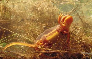 California newts mating. Photo by Dan Suzio