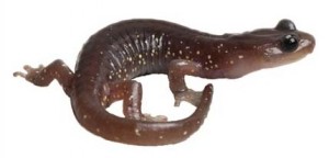 Arboreal salamander, Aneides lugubris, photo by Dan Suzio