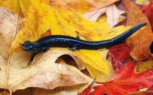 Santa Cruz black salamander, photo by Ben Witzke