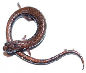 Slender salamander, photo by Ben Witzke