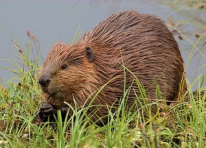 Beaver, photo by David Jesus