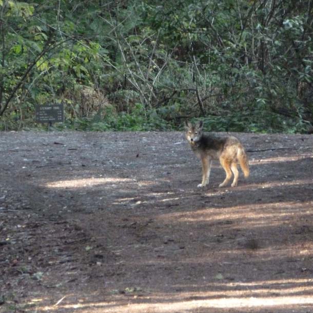 Coyote on the Stewart Trail. Photograph by Jules Evens.