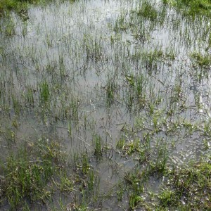 Rainwater pond at Point Reyes