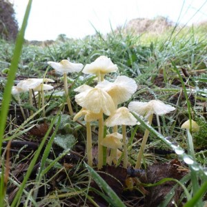 Coprinus mushrooms