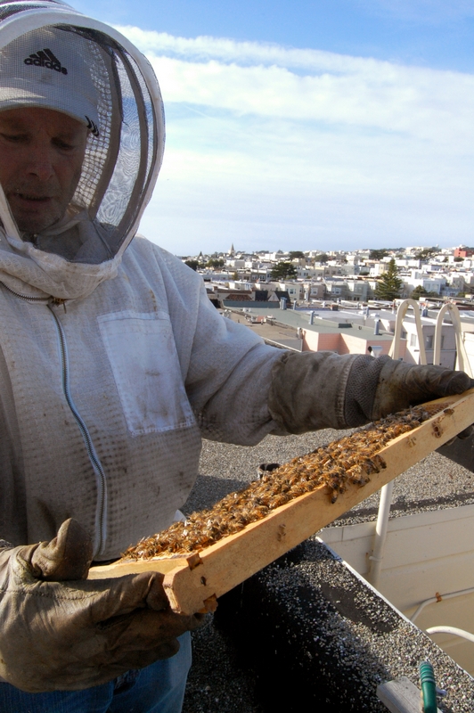 San Francisco urban beekeeper, Charlie Blevins, inspects his hive. Photo by Courtney Quirin.