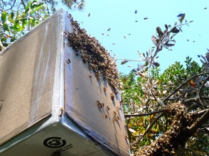 Bees fly into a box used to capture swarms. Photo by Charlie Blevins. 