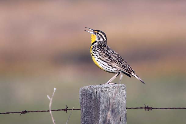 Western Meadowlark, Tom Muehleisen, Suisun Nature Photography