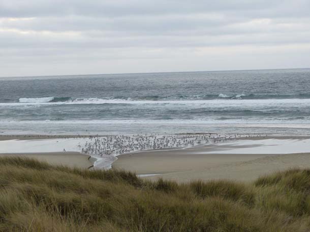 Gulls gather along the beach in Point Reyes