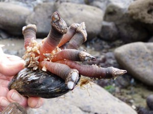 Gooseneck barnacles and mussels