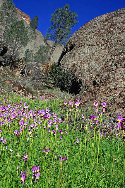 The spring wildflower bloom at Pinnacles. Photo: Breathtaking Photos/Flickr. 