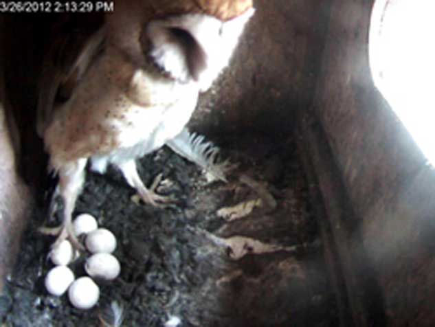 Video still of barn owl with eggs. Photo: Sulphur Creek Nature Center