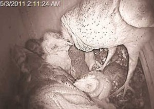 Video still of parent feeding chicks. Photo: Sulphur Creek Nature Center
