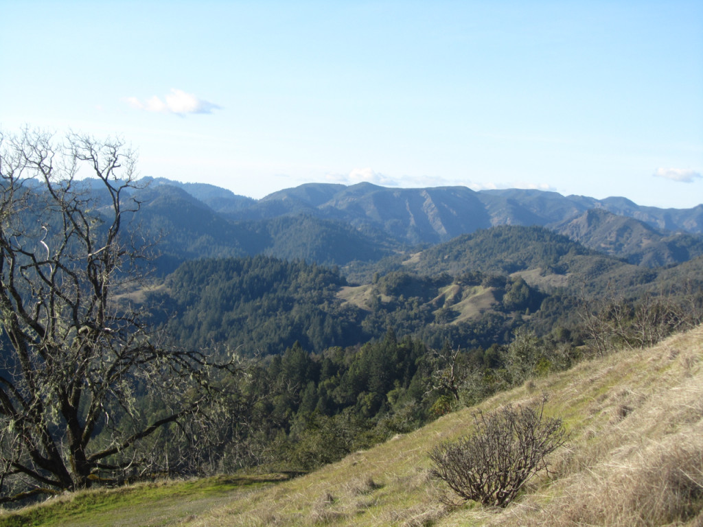 A view of Armstrong Redwoods and Austin Creek SRA. Photo: Christine Sculati. 