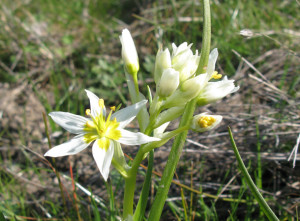 Fremont's star lily