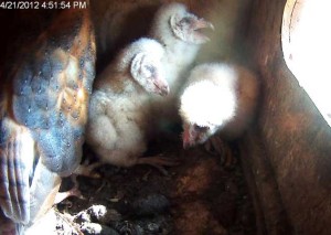Video still of parent with three owlets. Photo: Sulphur Creek Nature Center