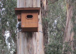 Owl box at Sulphur Creek Nature Center. Photo: Sulphur Creek Nature Center