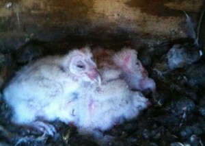 Video still of recently hatched owlets. Photo: Sulphur Creek Nature Center