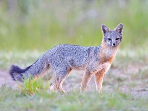 Gray fox. Photo by Randall Finley