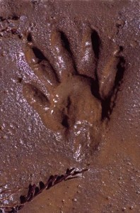 Raccoon track in mud