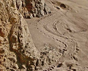 Elephant seal tracks, Wes Gibbs