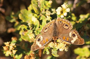 Buckeye butterfly, photo by Jocelyn Knight