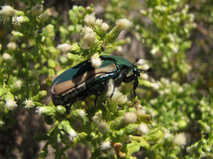A green fruit beetle alights on a flowering coyote bush. Photo: Stonebird/Flickr. 